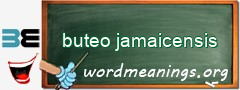 WordMeaning blackboard for buteo jamaicensis